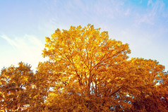 秋天的森林秋天风景美丽的黄金秋天森林