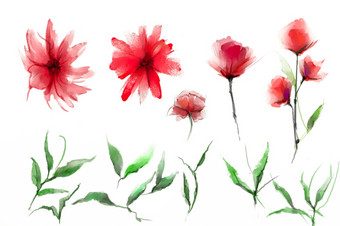 摘要水彩绘画花和叶插图孤立的春天夏天花油漆设计在白色背景植物树叶植物花开花背景为问候卡