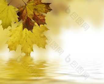 秋天叶子recflected的水