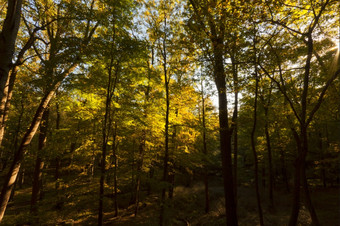 美丽的秋天风景北部新纽约