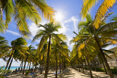 视图加勒比海滩与棕榈树视图加勒比海滩