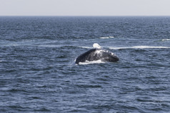 鲸鱼看经验从的海岸大西洋