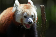 可爱的红色的熊猫摆姿势为的相机