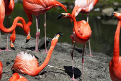 美丽的粉红色的火烈鸟群