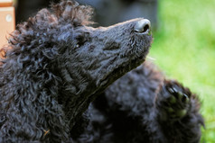 肖像可爱的黑色的贵宾犬小狗与富有表现力的眼睛绿色长满草的草坪上