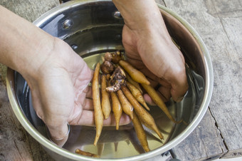 洗kaempferia手与水的盆地的第一个一步kaempferia提取餐使药用为烹饪泰国食物anti-covid -提取自然药用植物概念