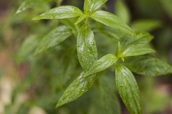 新鲜的<strong>绿色</strong>穿心莲paniculata植物自然<strong>花园</strong>chiretta植物普遍已知的卡尔梅宿命井与被使用药用植物从古老的天泰国