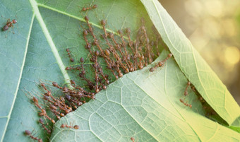 红色的蚂蚁建筑巢蚂蚁是帮助拉的叶子在一起构建巢巢从的叶子红色的蚂蚁团队合作概念团队合作在一起<strong>小动物</strong>是和谐他们的工作