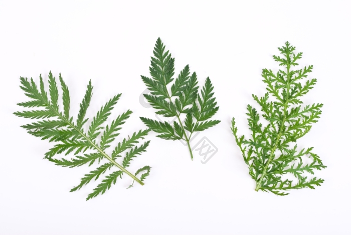 植物标本图片_植物标本图片大全