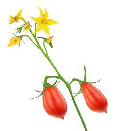 番茄植物花和红色的西红柿