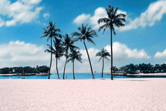 集团椰子树与的白色金沙的海滩与美丽的云天空背景
