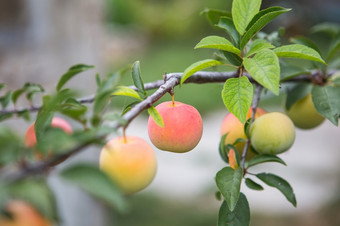 成熟李子树的花园的农场有机农业成熟的甜蜜的李子水果日益<strong>增长</strong>的李子树分支果园