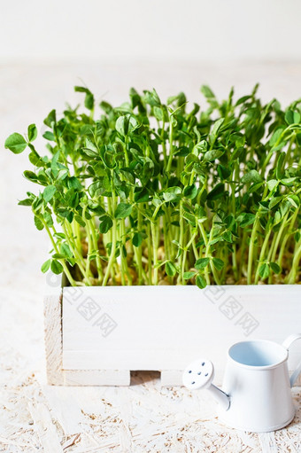 特写镜头豌豆在的白色木盒子发芽在种子发芽首页素食主义者和健康的吃概念发芽豌豆种子微绿色日益增长的豆芽