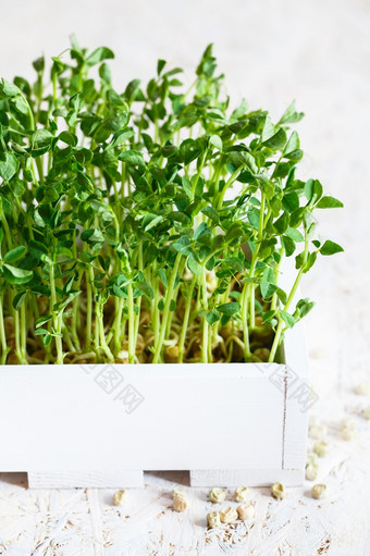 特写镜头豌豆在的白色木盒子发芽在种子发芽首页素食主义者和健康的吃概念发芽豌豆种子微绿色日益增长的豆芽