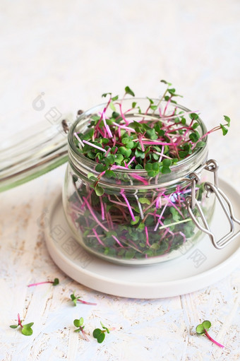 萝卜在发芽在种子发芽首页素食主义者和健康的吃概念发芽萝卜种子微绿色日益增长的豆芽绿色生活概念有机食物