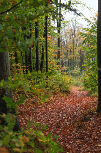 美丽的秋天森林与不同的树走小道山森林落叶森林木森林叶格林伍德