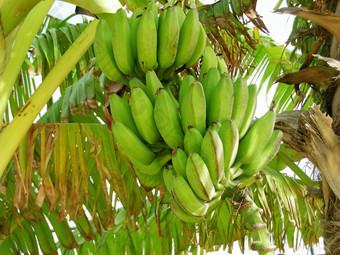 生香蕉的丛林关闭香蕉树与群日益增长的香蕉种植园雨林背景