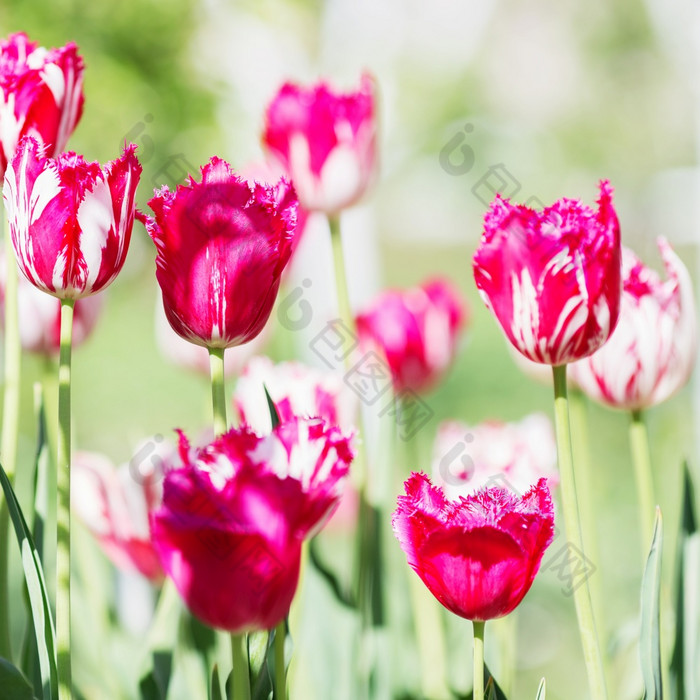郁金香花美丽的花束郁金香色彩斑斓的郁金香郁金香春天的花园色彩斑斓的郁金香自然背景