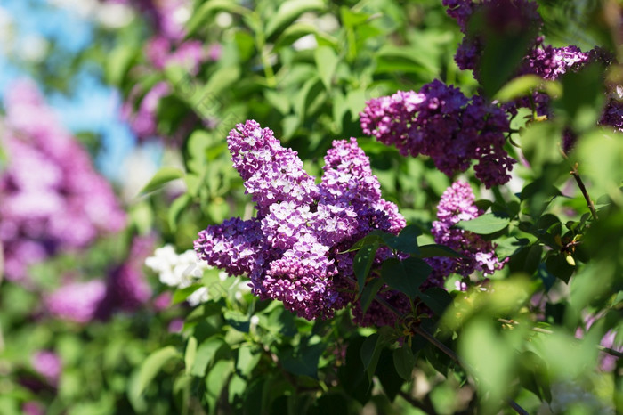 花自然背景淡紫色花关闭淡紫色花背景宏图像春天淡紫色紫罗兰色的花分支淡紫色花与的叶子