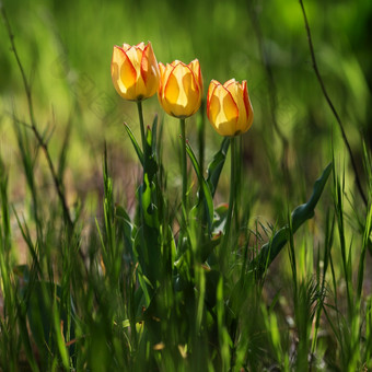 郁<strong>金</strong>香花美丽的花束郁<strong>金</strong>香色彩斑斓的郁<strong>金</strong>香郁<strong>金</strong>香春天的花园色彩斑斓的郁<strong>金</strong>香自然背景