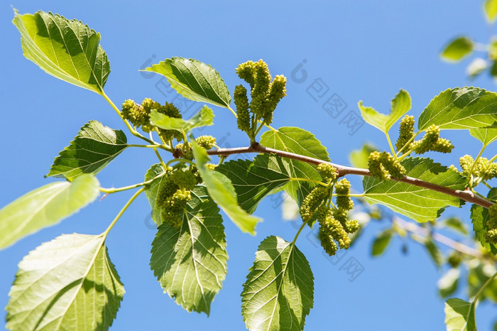 桑成熟的夏天果园生桑葚的分支树