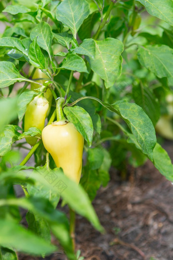 黄色的贝尔胡椒的花园甜蜜的胡椒的蔬菜花园有机胡椒农场