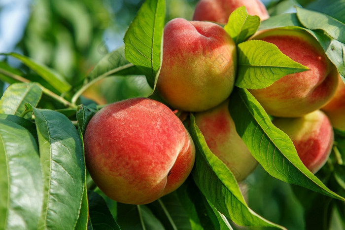 成熟的甜蜜的桃子水果日益增长的桃子树分支果园