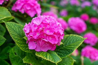 绣球花粉红色的蓝色的淡紫色紫罗兰色的紫色的白色花是盛开的春天和夏天小镇花园