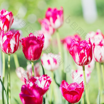 郁金香花美丽的花束郁金香色彩斑斓的郁金香郁金香春天的花园色彩斑斓的郁金香自然背景