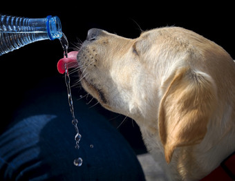 拉布拉多寻回犬品种狗喝水从瓶