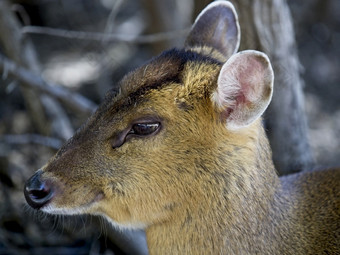 也被称为muntjacs吠叫鹿马斯特雷尼鹿是小鹿本地的南和东南亚洲