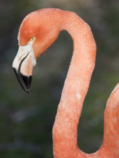 phoenicopterus红色的加勒比火烈鸟红色的火烈鸟