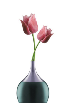 粉红色的郁金香明亮的花瓶孤立的白色背景粉红色的郁金香明亮的花瓶孤立的