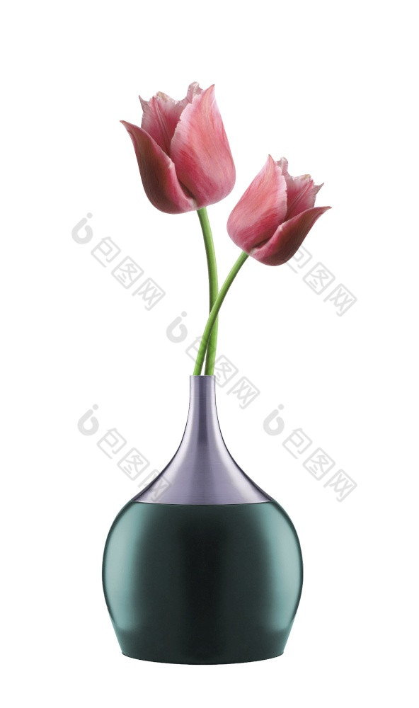 粉红色的郁金香明亮的花瓶孤立的白色背景粉红色的郁金香明亮的花瓶孤立的