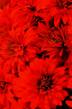 红色的花背景