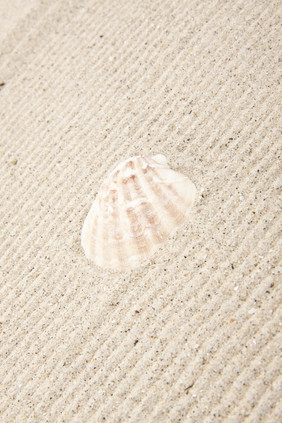 珍珠的海贝变形珍珠的海贝