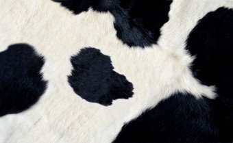 真正的黑色的和白色牛<strong>隐藏</strong>背景纹理真正的黑色的和白色牛<strong>隐藏</strong>