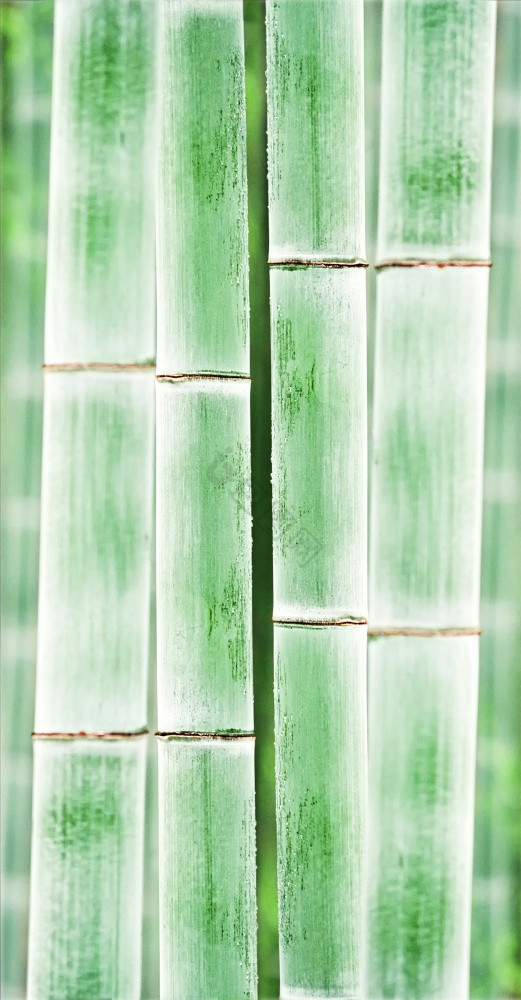 关闭竹子纹理竹子图片