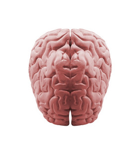 的人类大脑孤立的的人类大脑