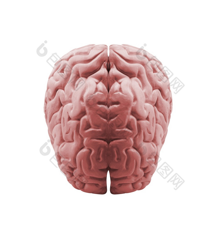 的人类大脑孤立的白色背景的人类大脑