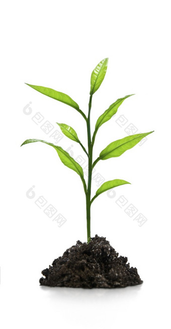 幼苗绿色植物白色背景幼苗绿色植物