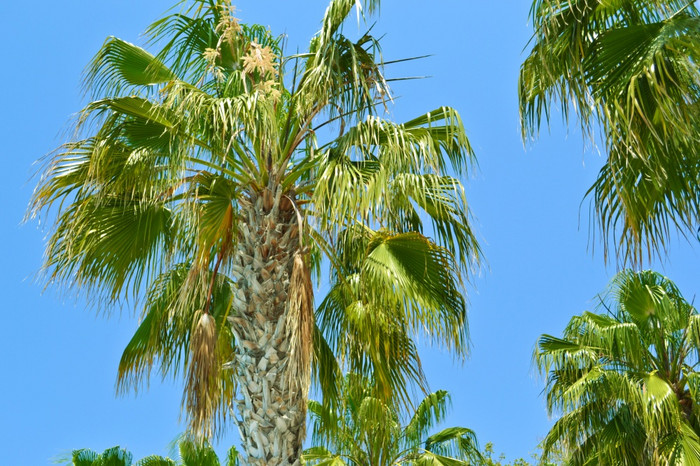 岛天堂棕榈树背景岛天堂棕榈树