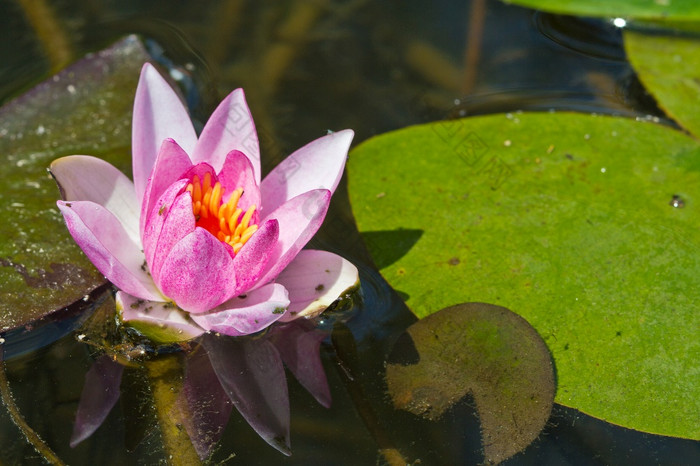 水莉莉与莲花叶池塘背景纹理关闭水莉莉与莲花叶池塘