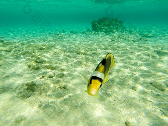 红色的海浣熊蝴蝶鱼车齿龙fasciatus吃从的海草底浅环礁湖