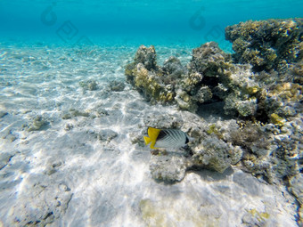 红色的海浣熊蝴蝶鱼车齿龙fasciatus吃从的海草底浅环礁湖