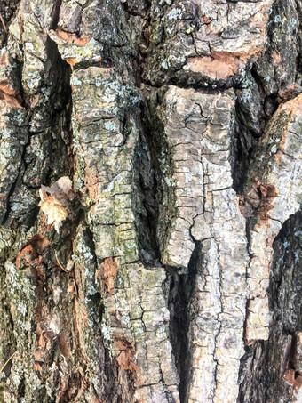 橡木树皮纹理树树皮背景纹理树树皮