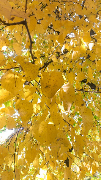 集合美丽的<strong>色彩</strong>斑斓的秋天叶子绿色黄色的橙色红色的美丽的<strong>色彩</strong>斑斓的秋天叶子