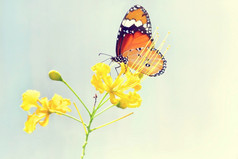 蝴蝶栖息的美丽的花