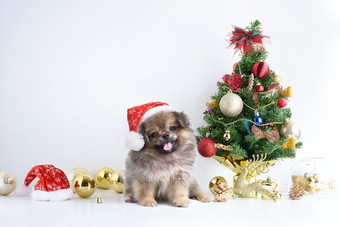 快乐新一年圣诞节狗圣诞老人老人他庆祝活动球和其他装饰快乐新一年圣诞节狗圣诞老人老人他庆祝活动球和其他装饰