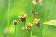 蜜蜂飞行的美丽的花蜜蜂飞行的美丽的花